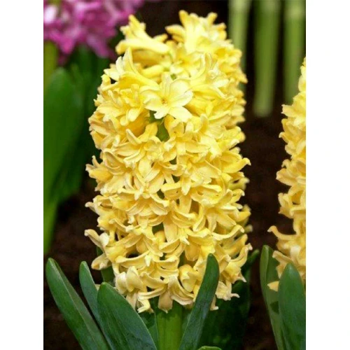 Hyacinth Yellowstone